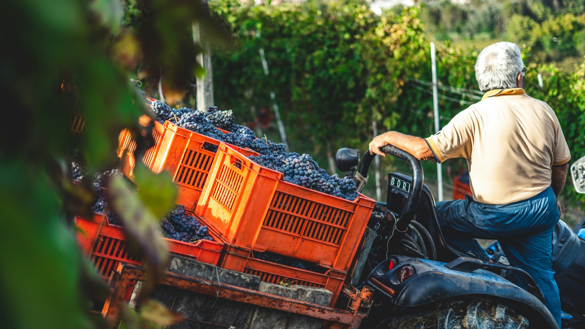 A grower hauling crates of just-picked grapes through the vines at harvest
