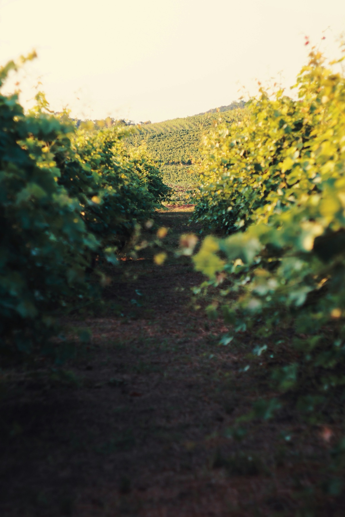A vineyard row at golden hour, vines receding toward a hillside