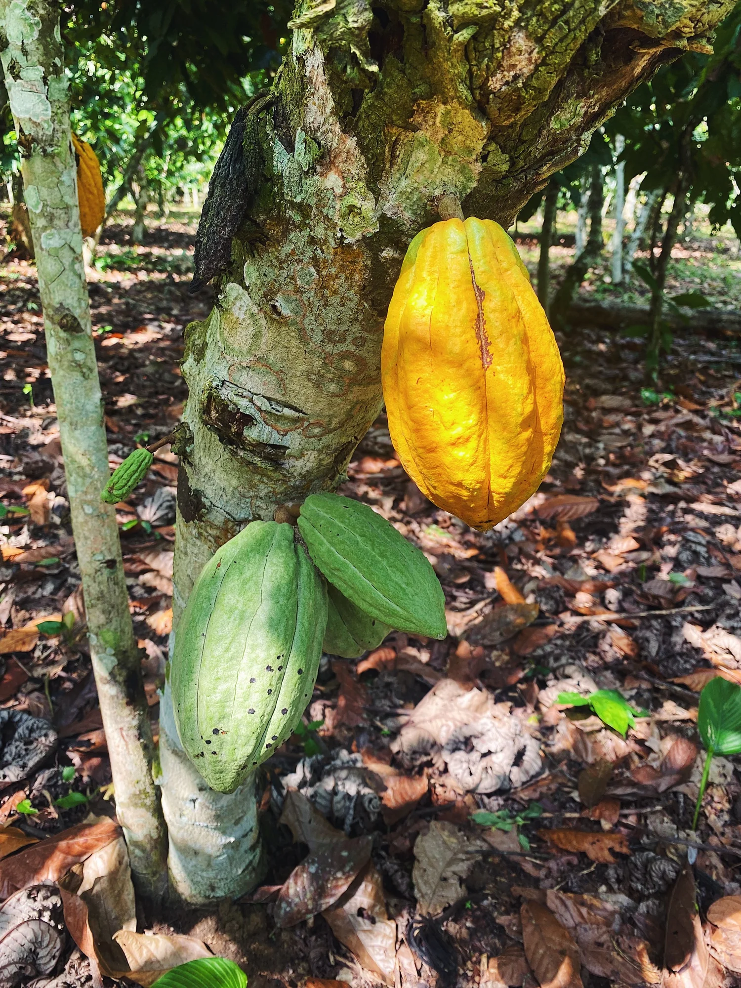 Cacao, at the source